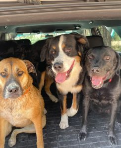 dogs enjoying dog parks in Colorado Springs