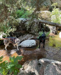 Bear Creek Dog Park in Colorado Springs