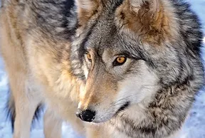 Winter Wonderland with Wolves in Colorado