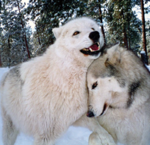 Valentine's Day at the Colorado Wolf & Wildlife Center